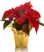 Save 10% on Perfect Christmas Plants